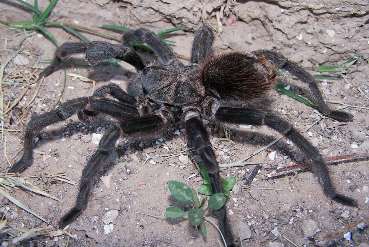 Паук Африканский Тарантул