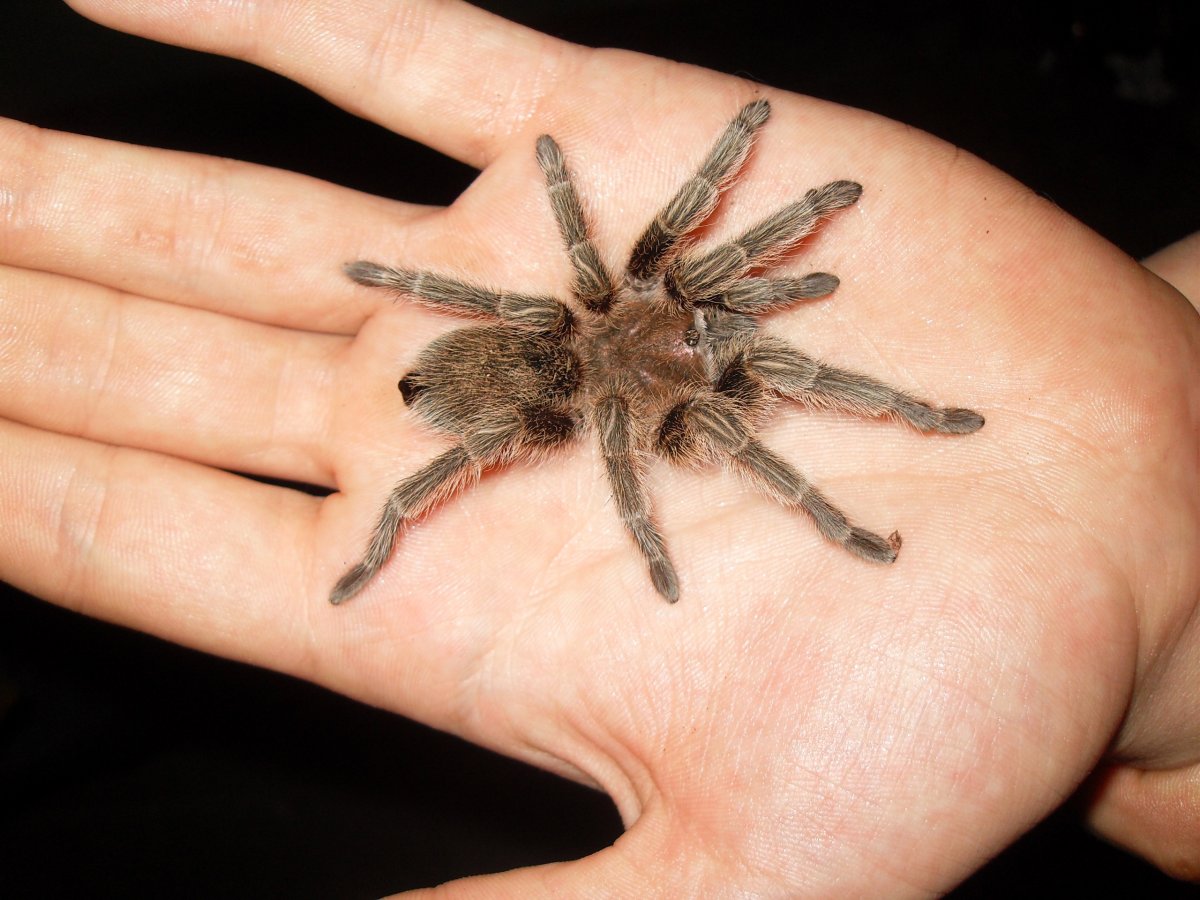 Паук Тарантул маленький