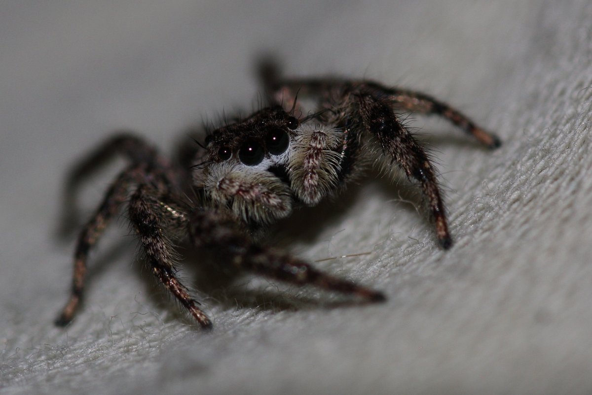 Паук Мизгирь маленький