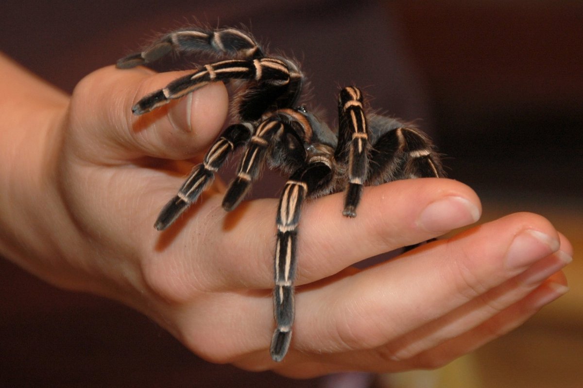 Скорпион и Тарантул