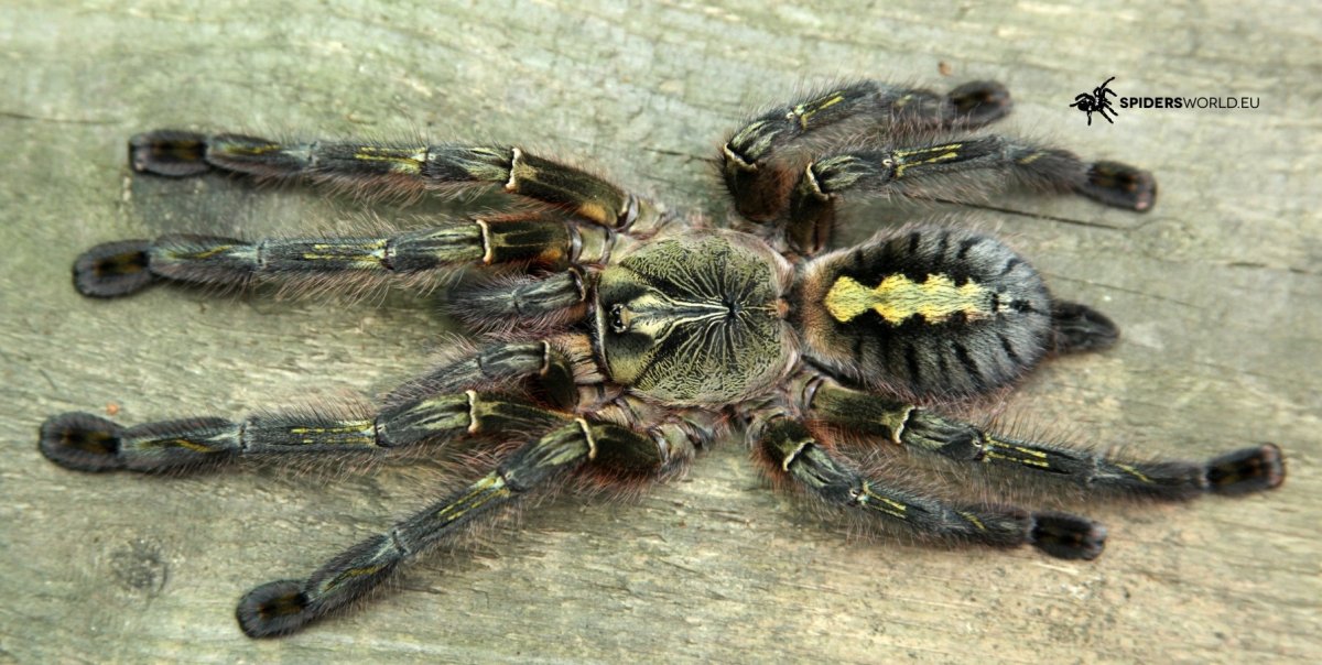 Poecilotheria rufilata