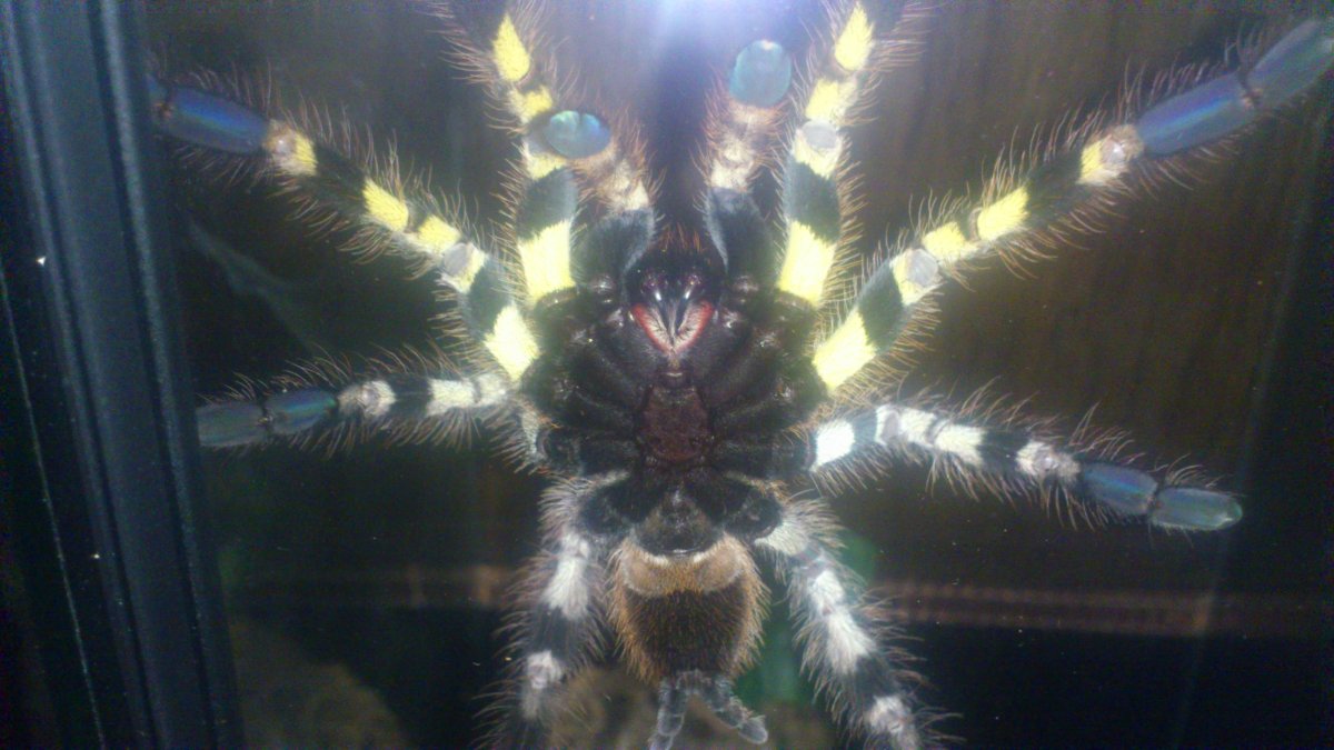 Паук Тарантул