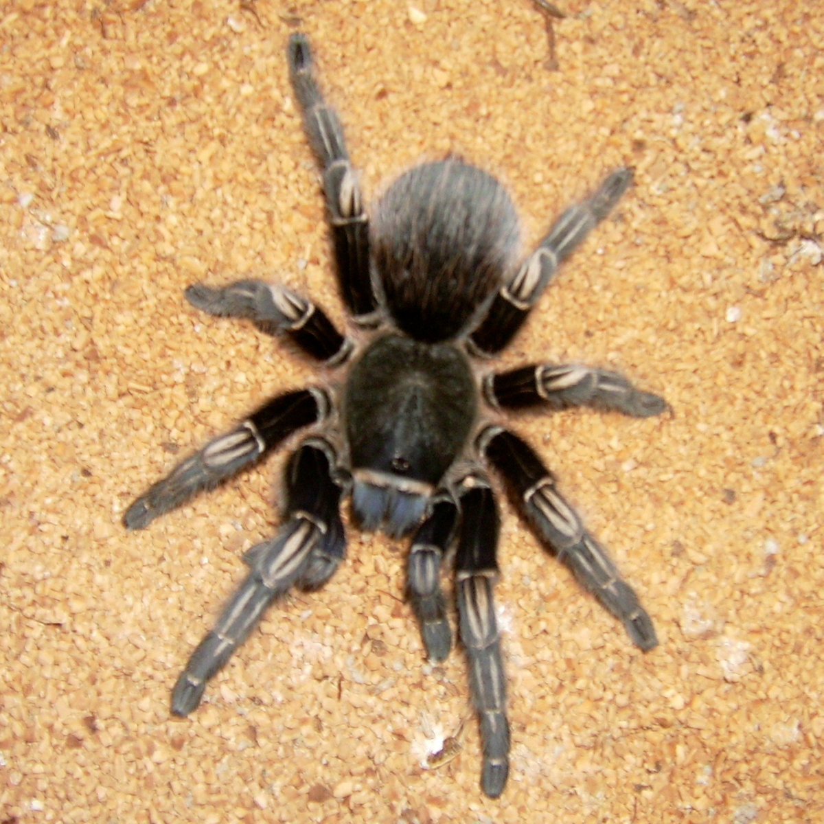 Тарантул Астраханский Тарантул