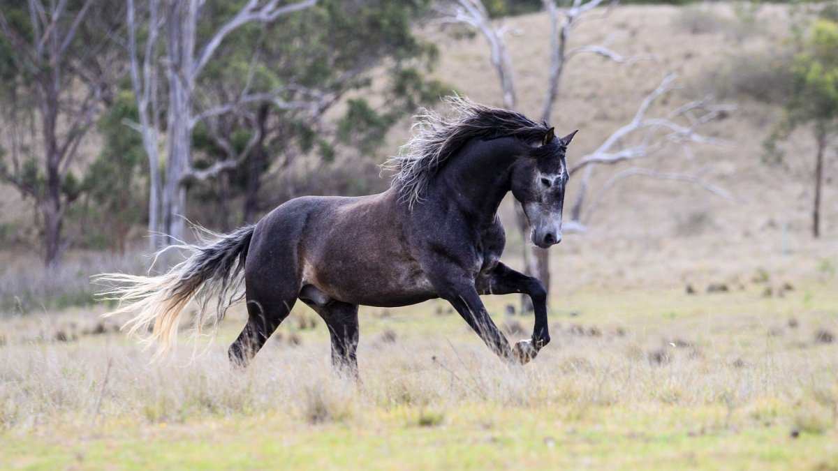 Дикий гнедой Мустанг