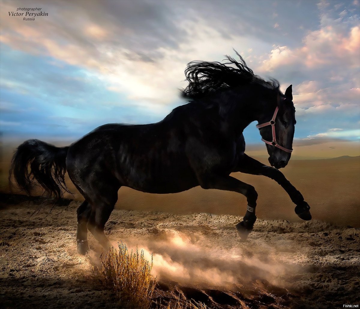 Бегущая черная лошадь