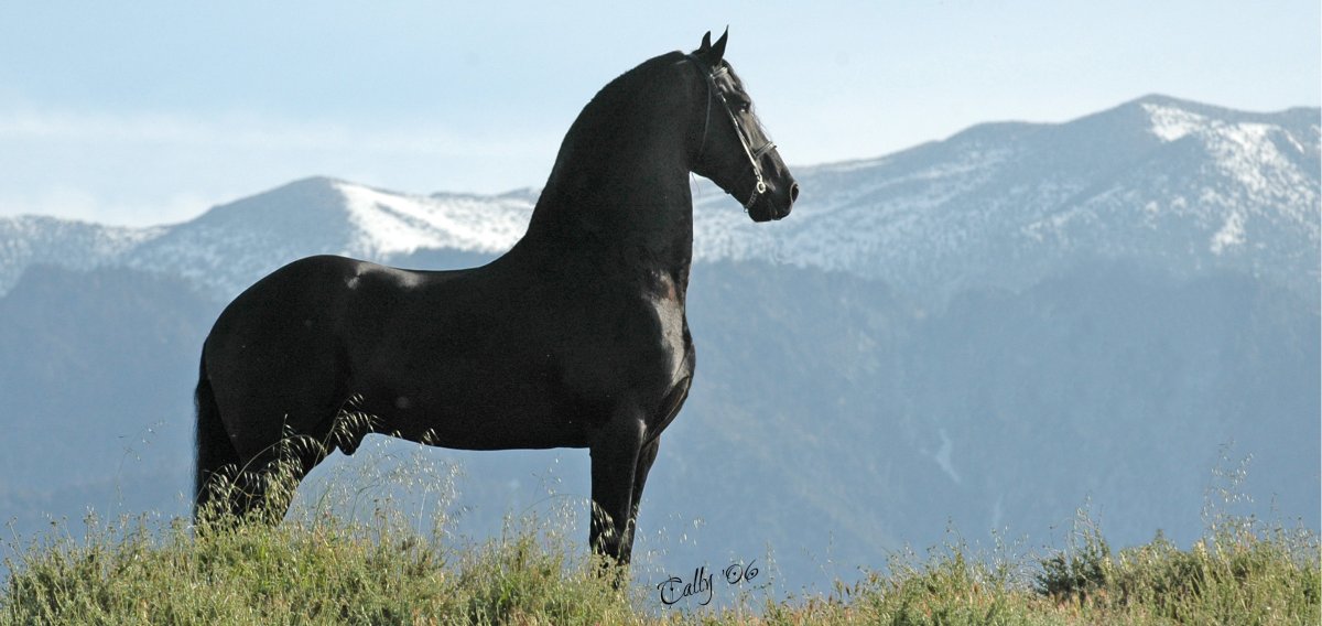 Мустанг лошадь с человеком