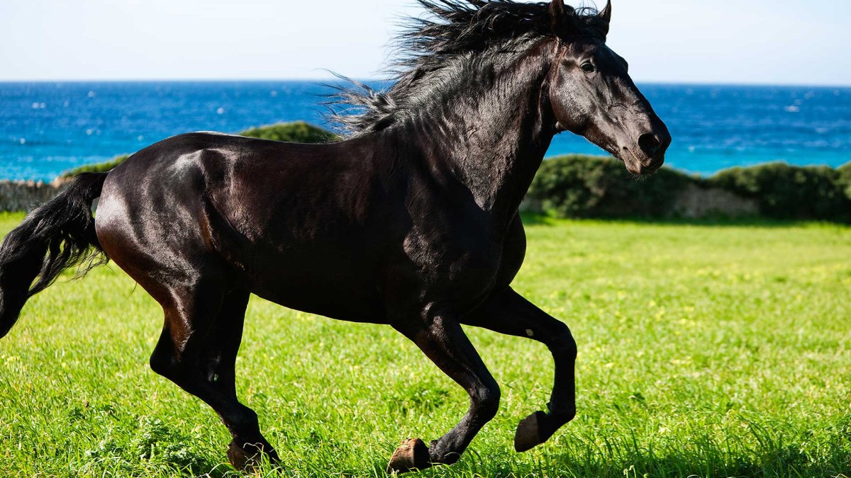 Черная лошадь хорошее качество