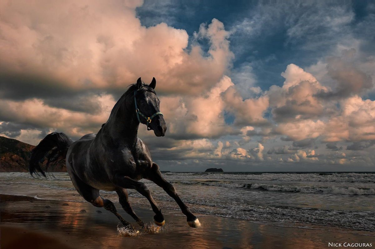 Вороная лошадь в пустыне