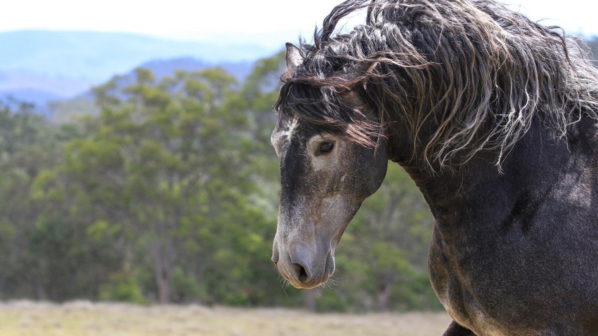 Вороной Мустанг