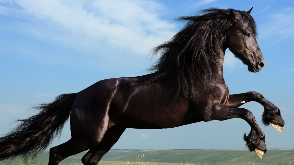 Лошадь бежит