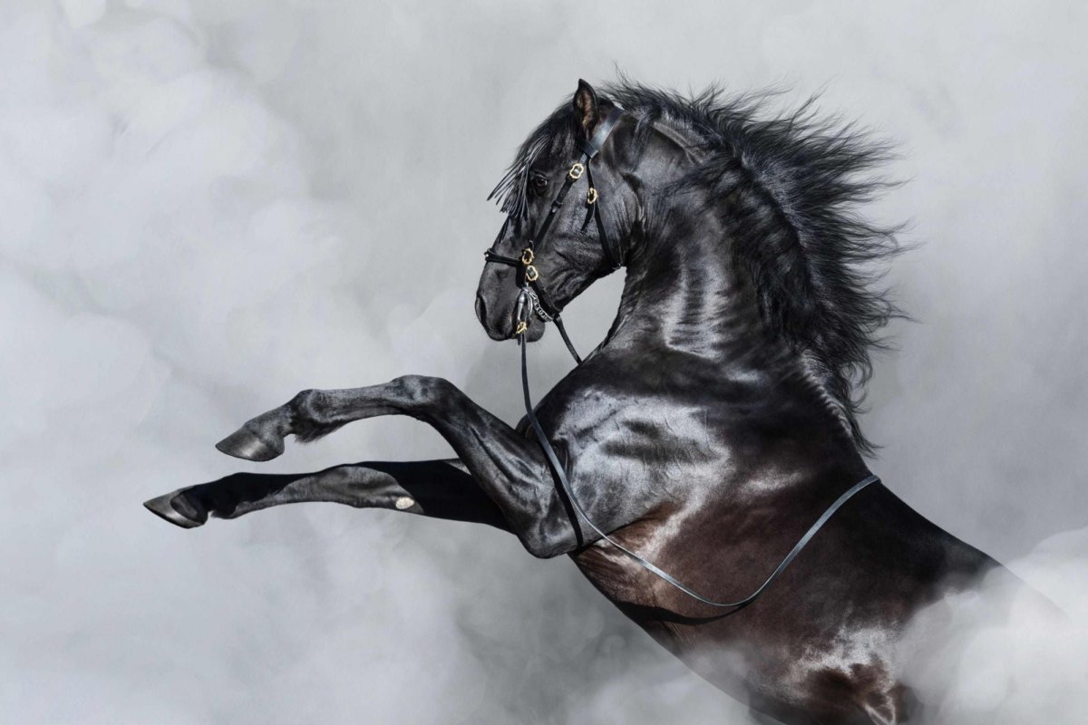 Конь красивый черный на дыбах