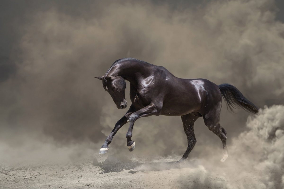 Бегущая черная лошадь