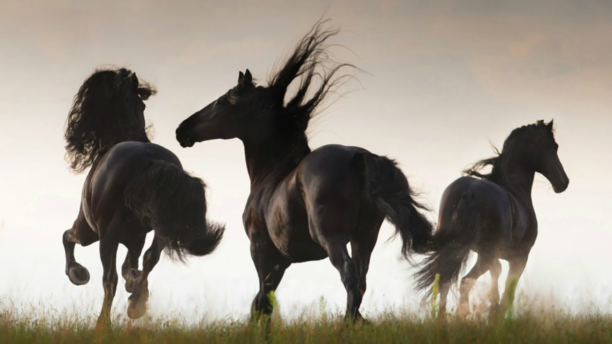 Всадник стадо лошадей деньги