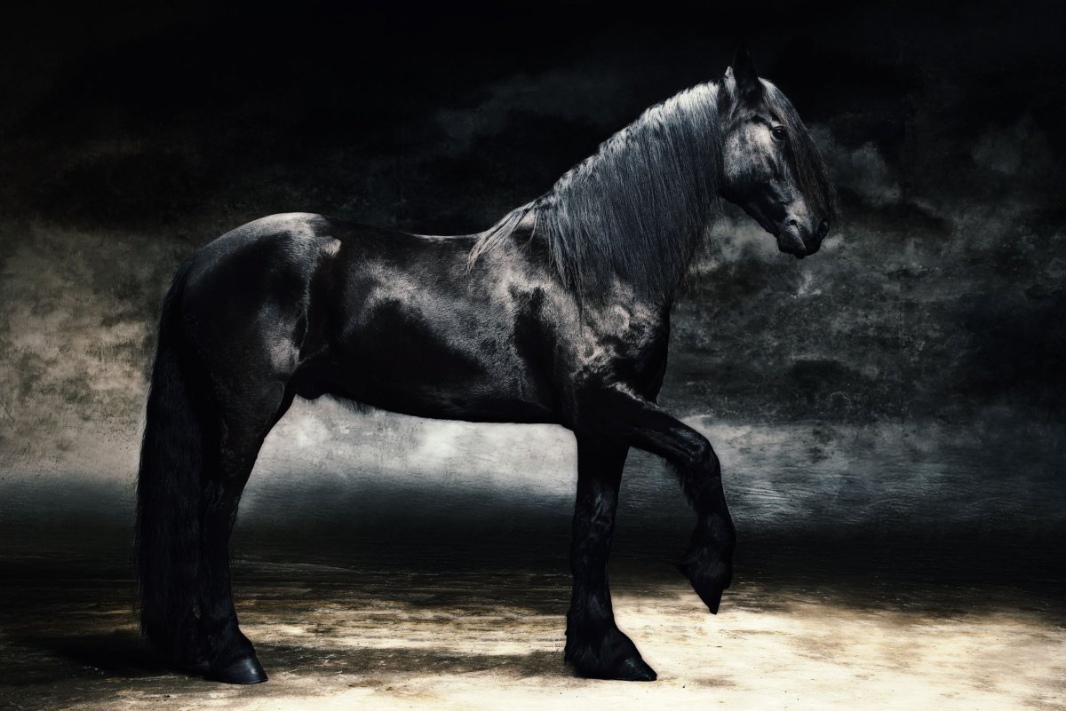 Фриз лошадь