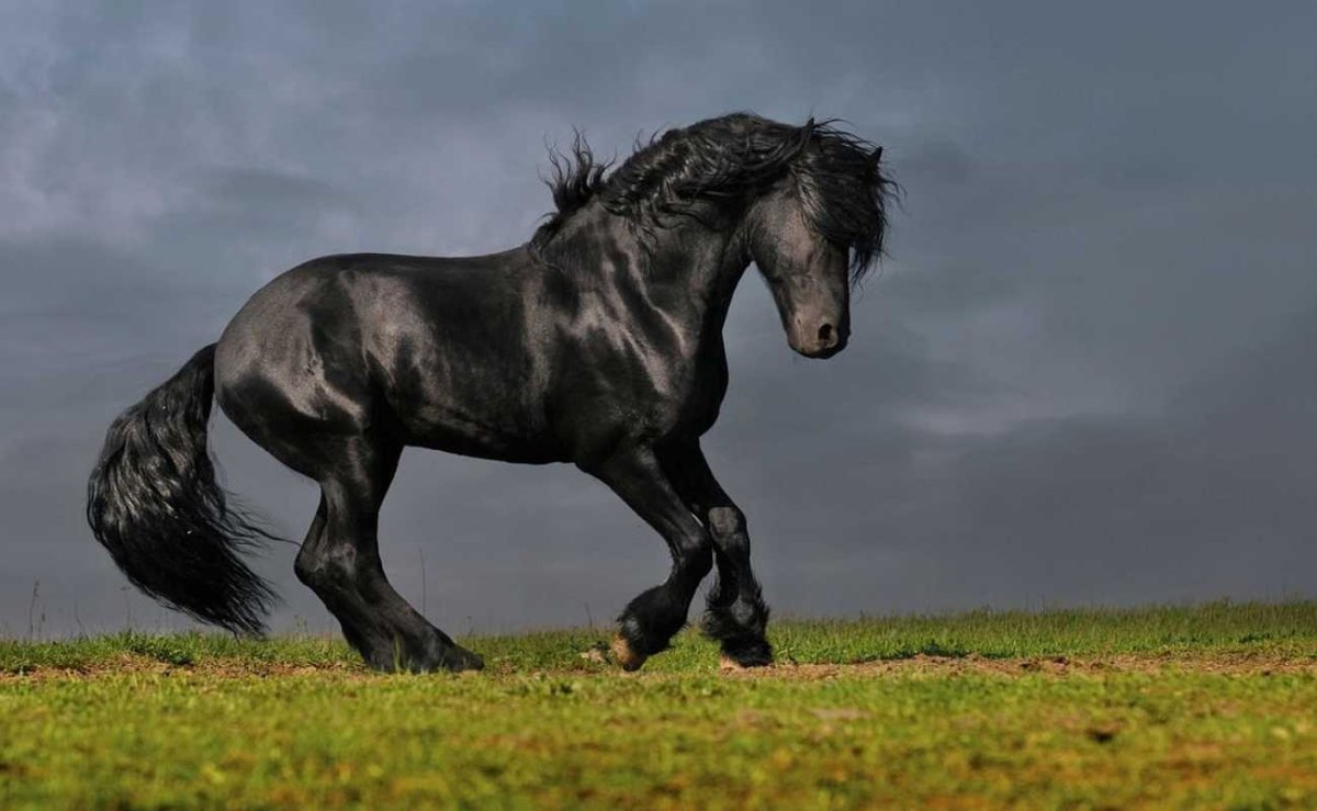 Фриз Фризская лошадь