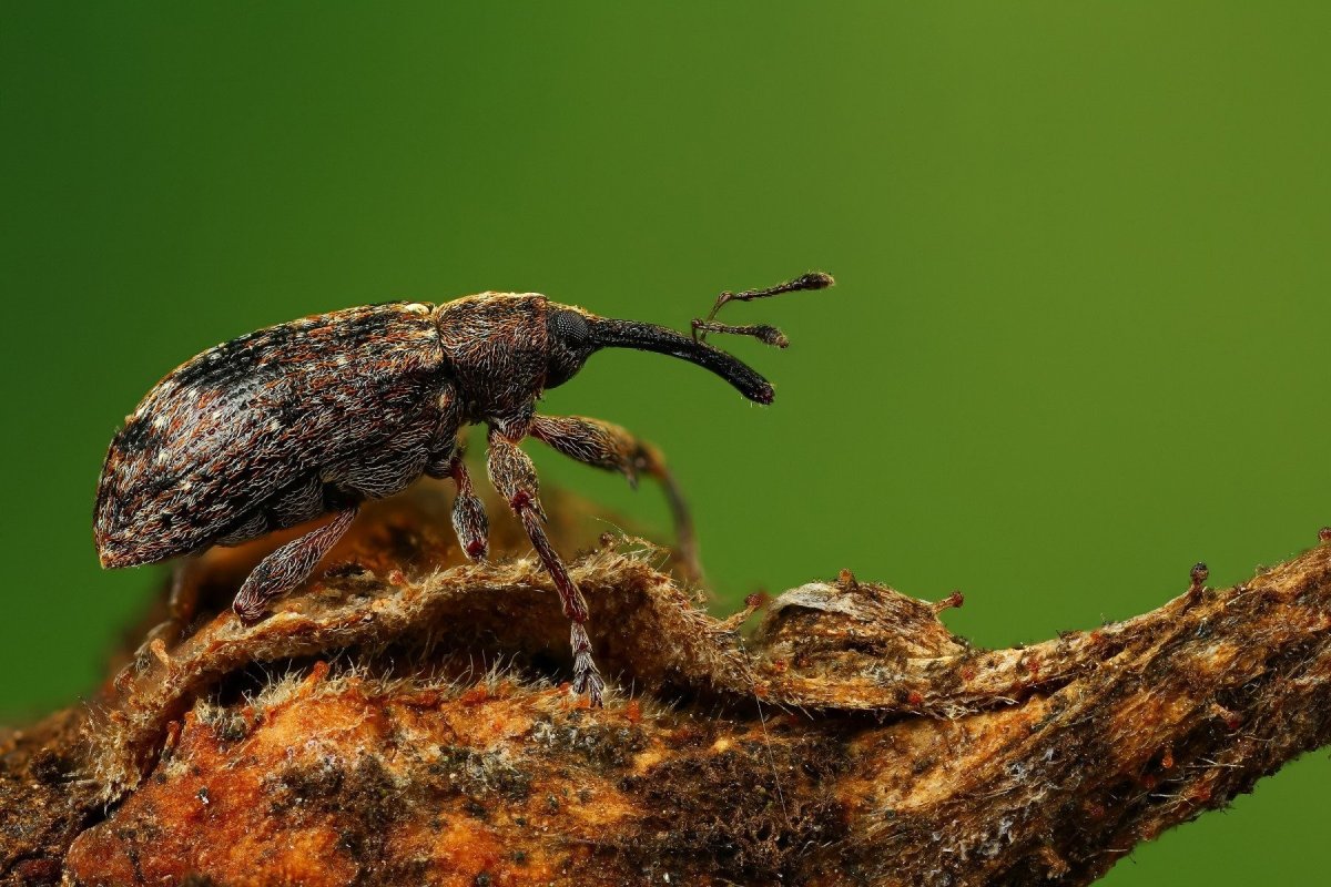 Жук трихоптерикс