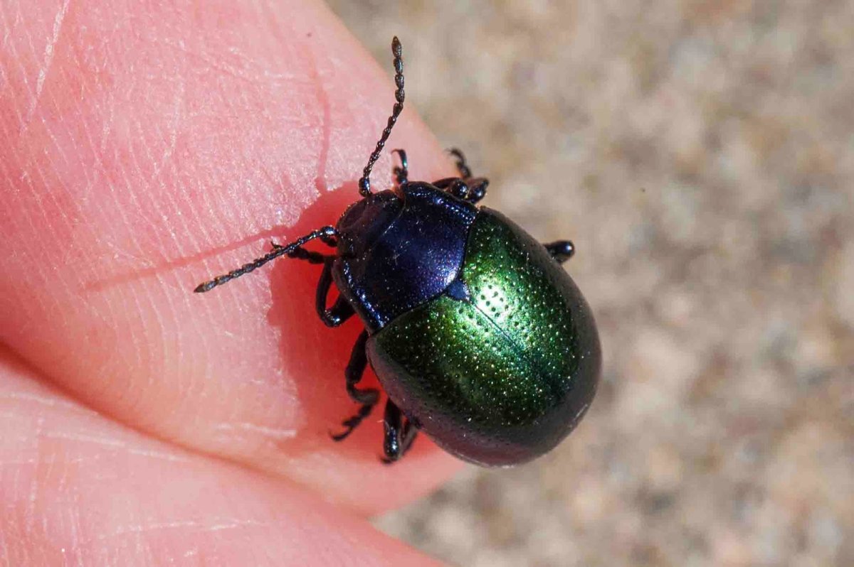 Мелкие жуки