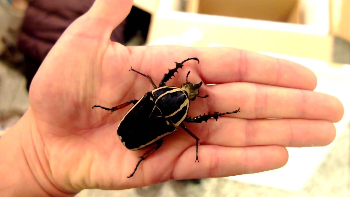 Жук Mecynorrhina torquata