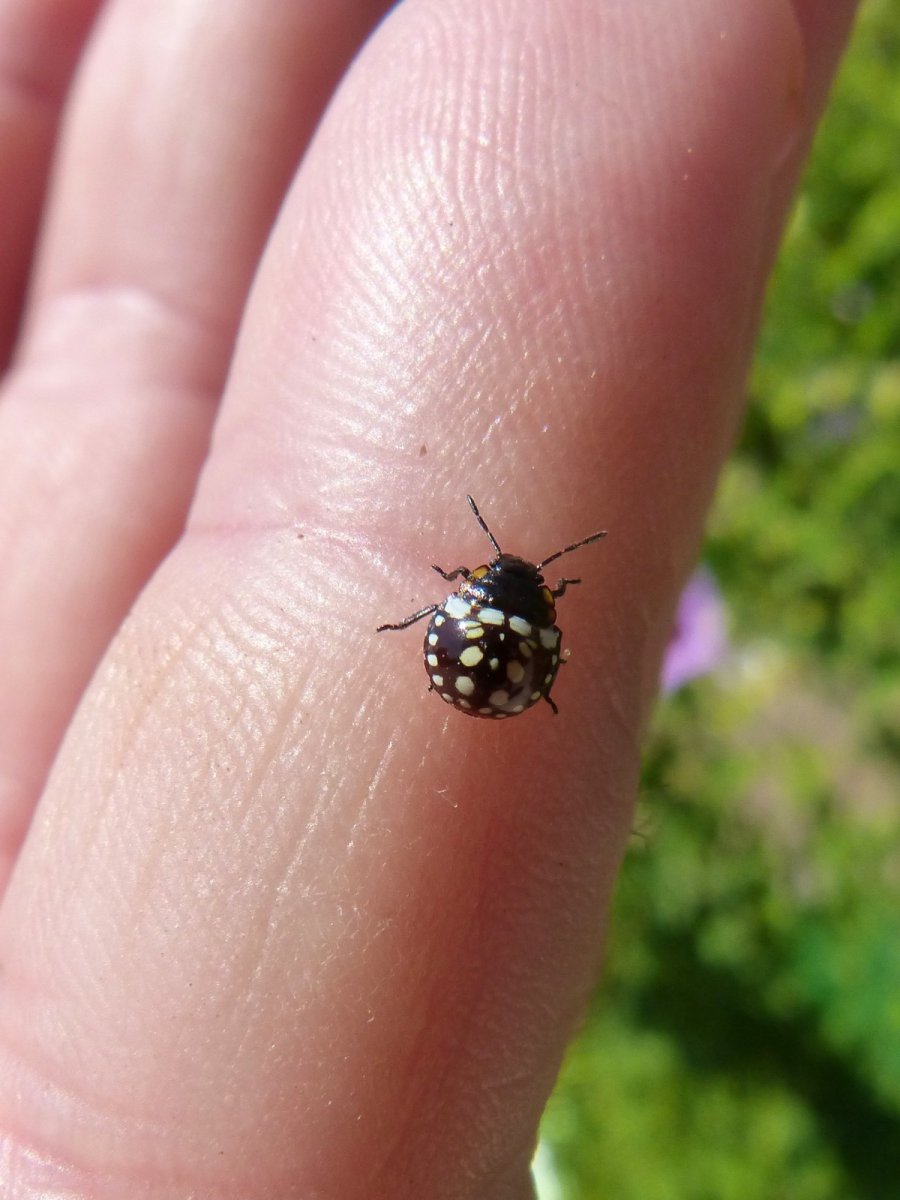 Арлекины насекомые