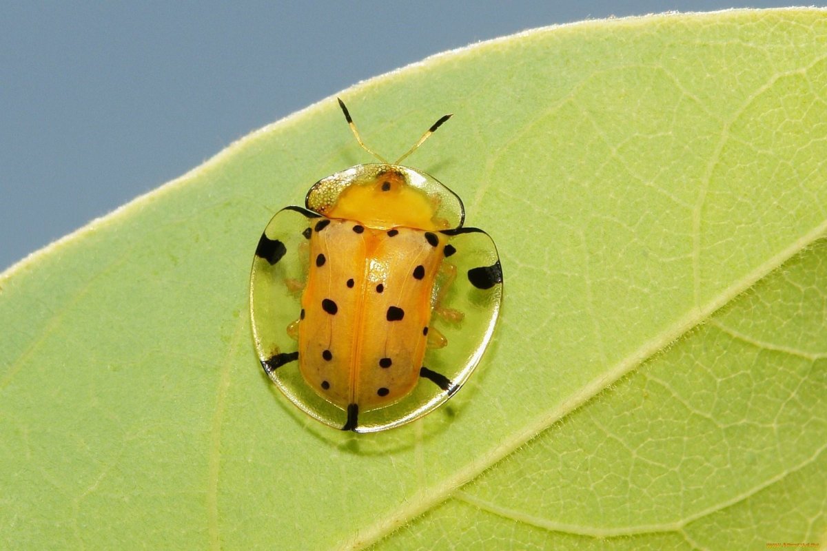 Маленький жучок