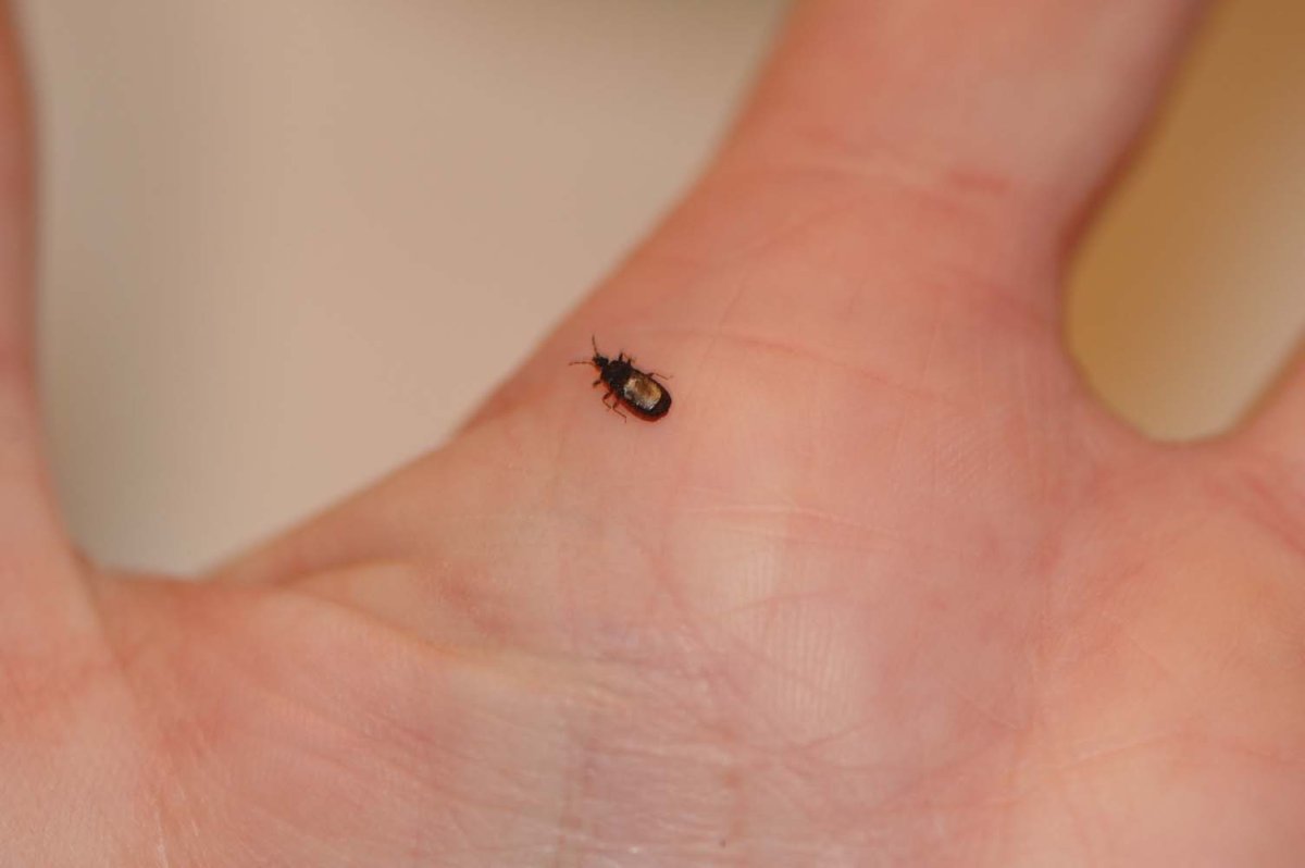 Самый маленький Жук