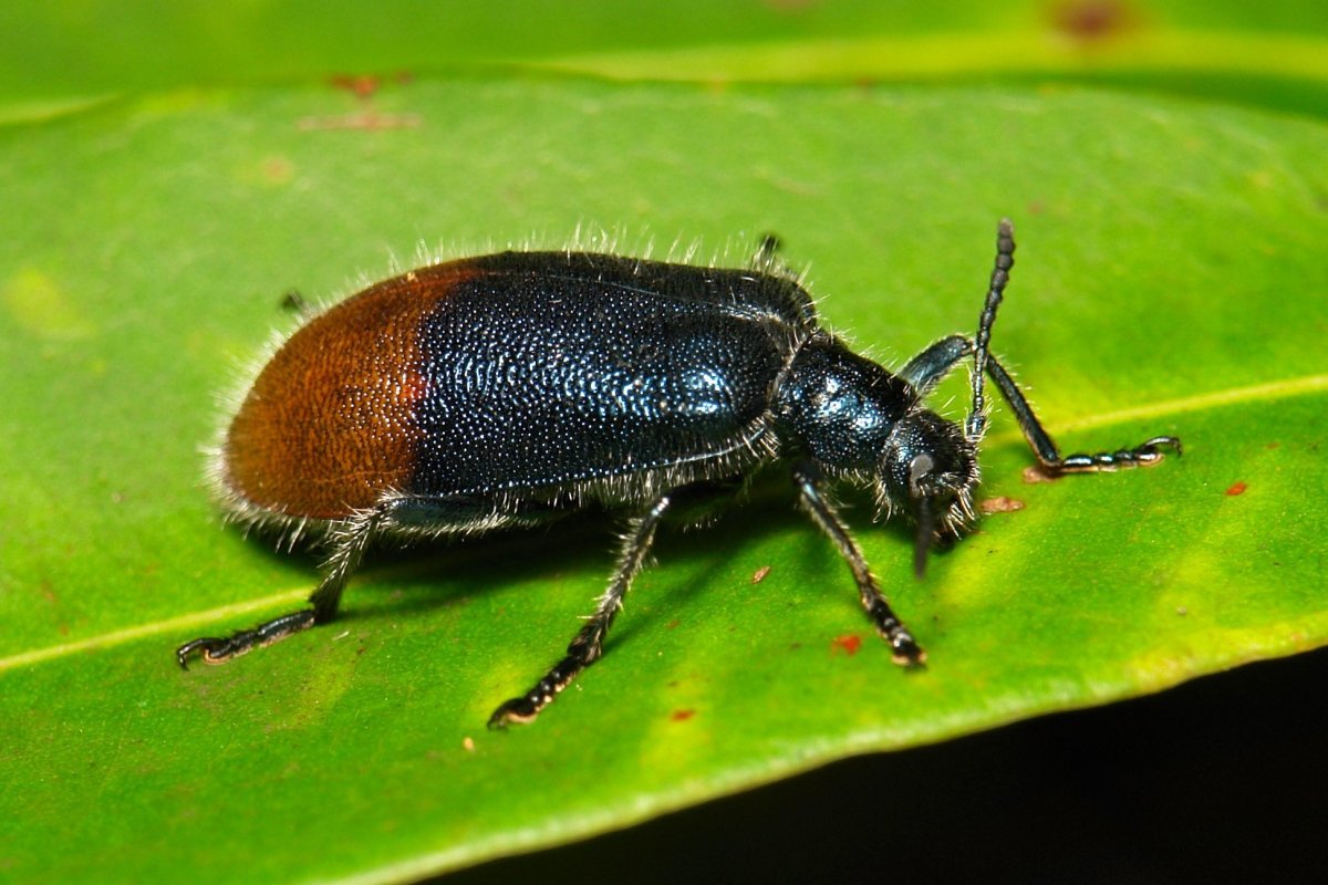 Жук перокрылка