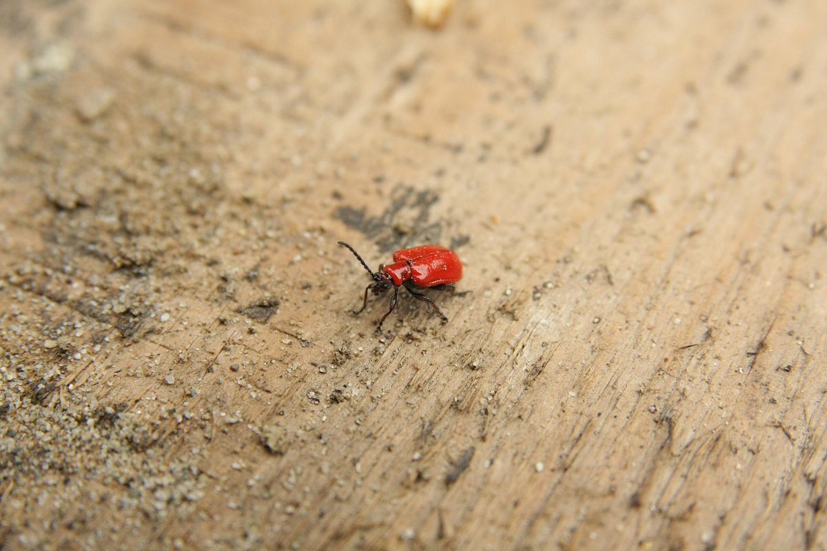 Жук лилипут