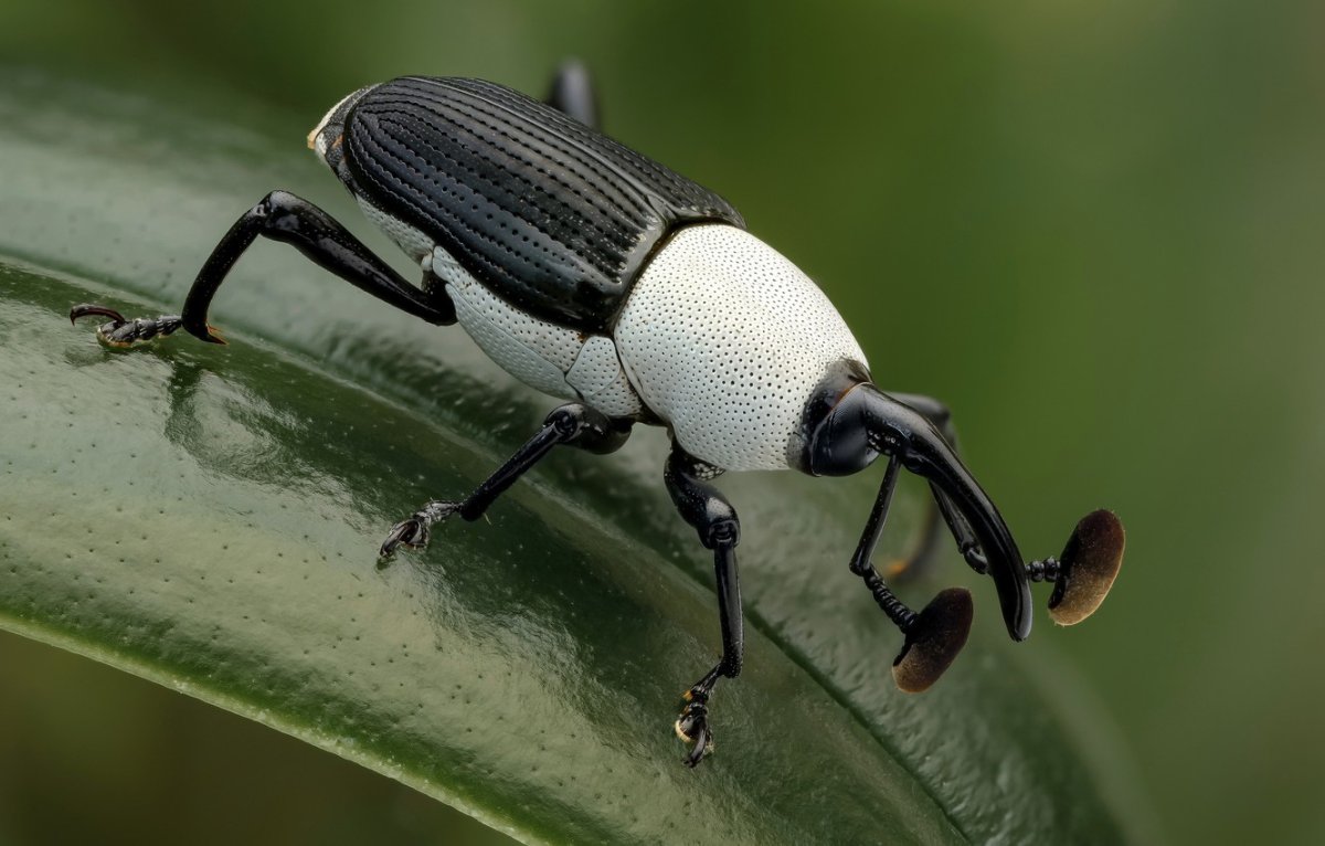 Жук долгоносик черный