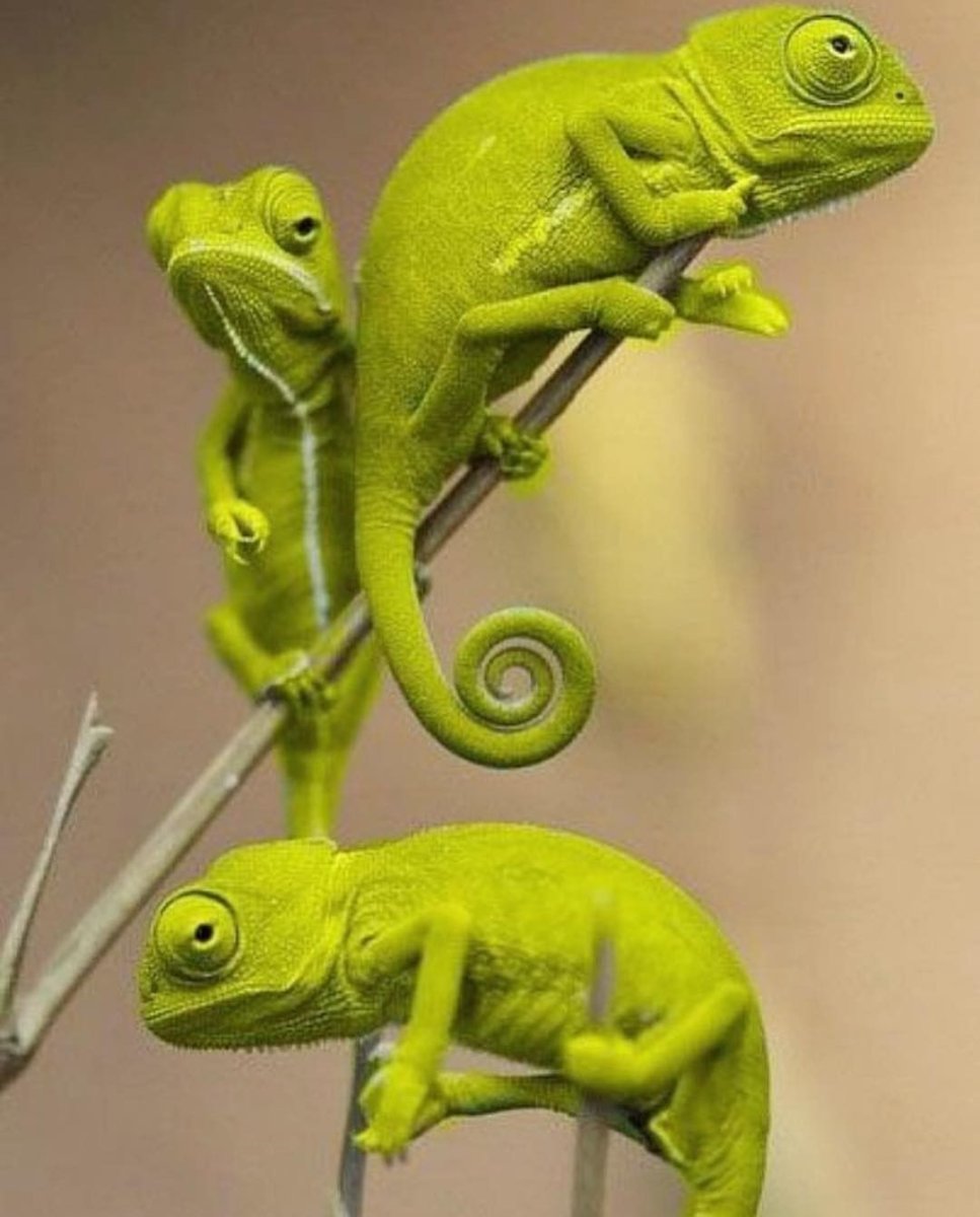 Хамелеон рептилия йеменский