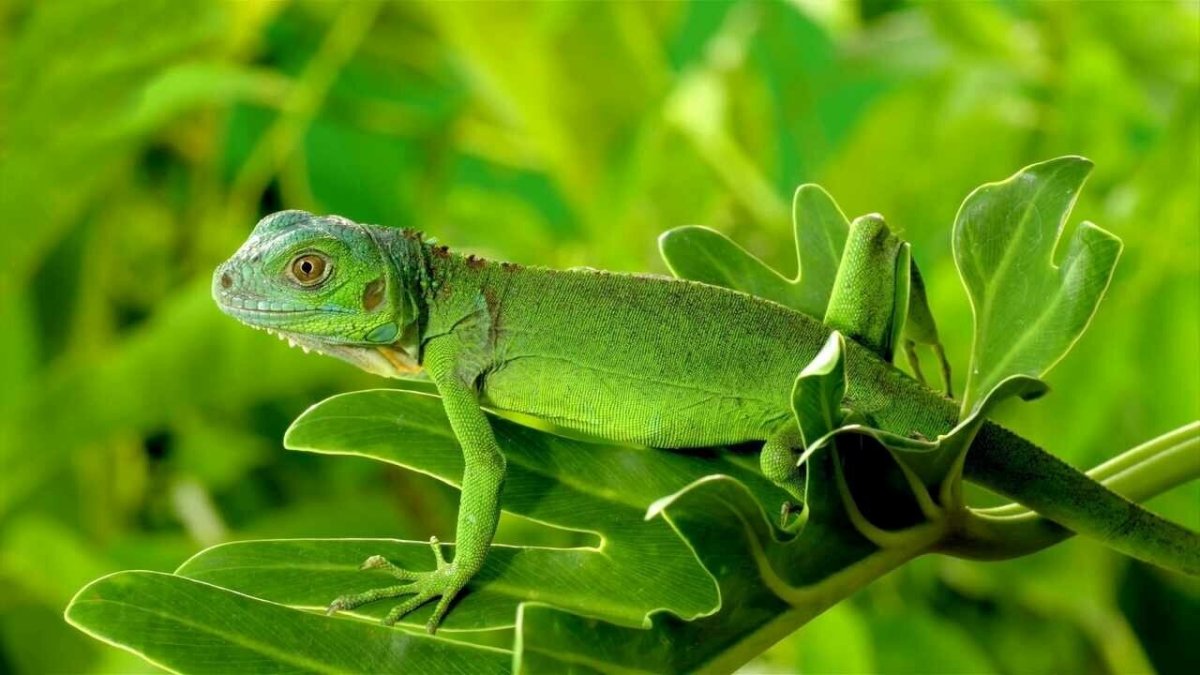 Ящерица с зеленым хвостом