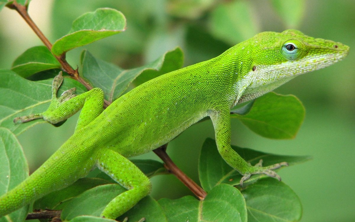 Anolis Lizards