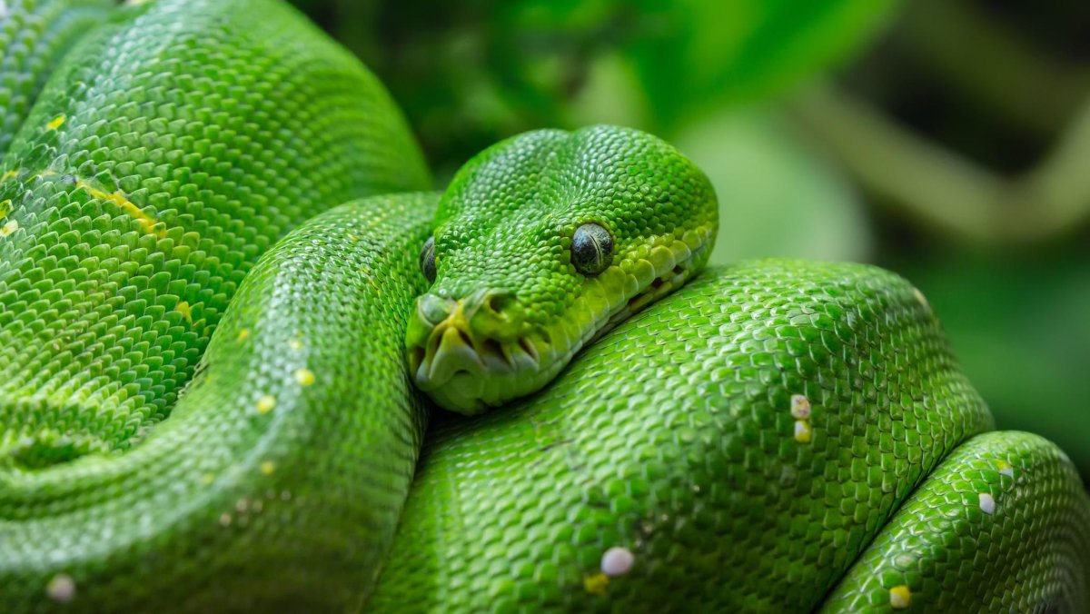Green Snake photo Top view