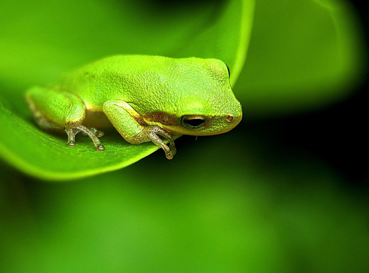 Лягушка земная зеленая
