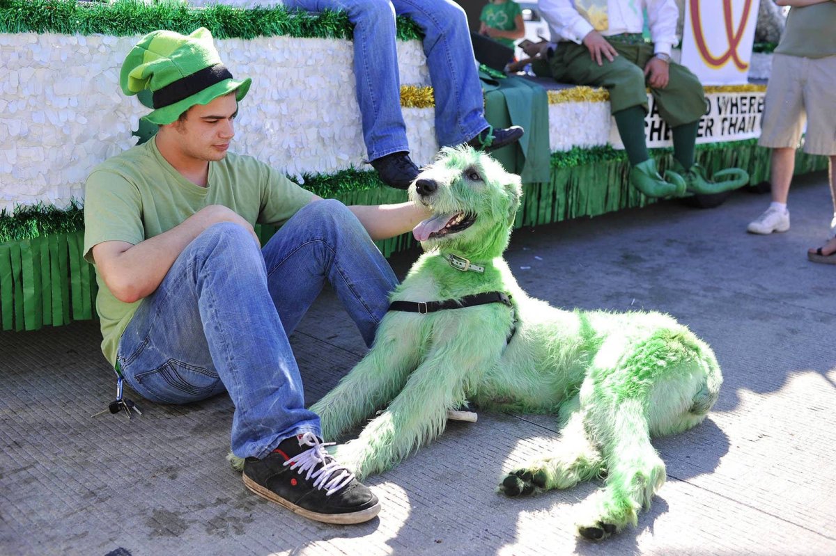 День Святого Патрика собака