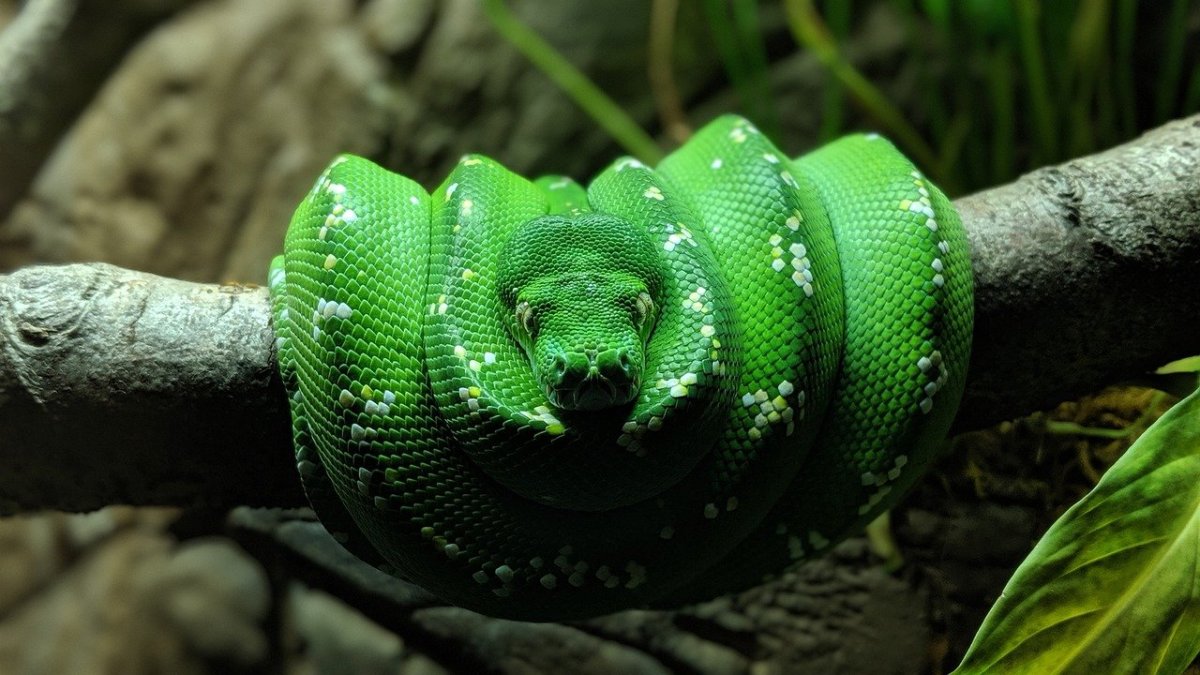 Зеленые животные