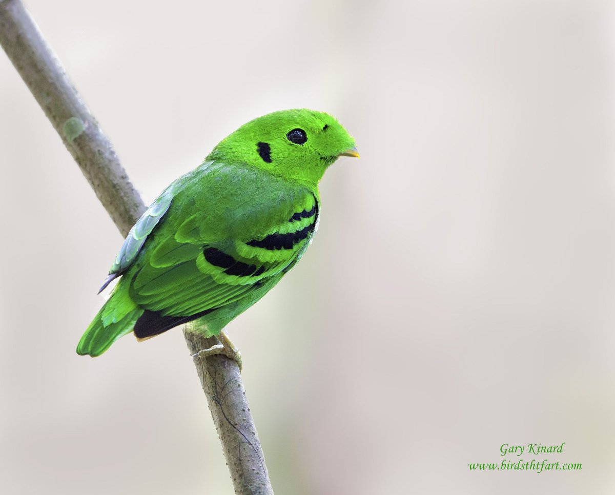 Синебрюхий зелёный рогоклюв