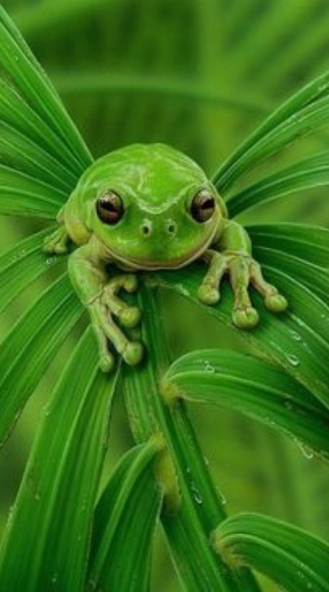 Лягушка квакша зеленая