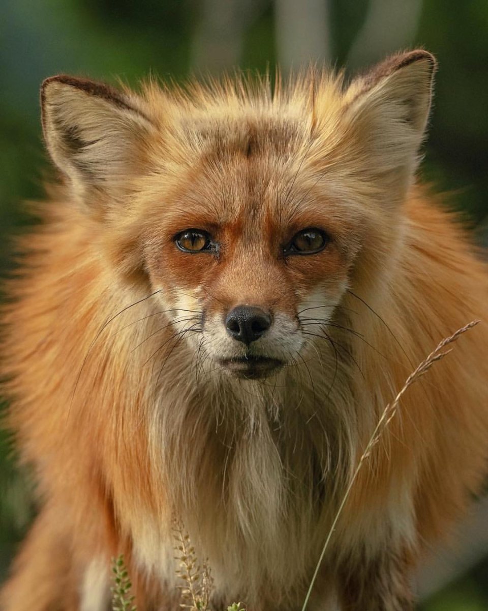 Рыжие звери