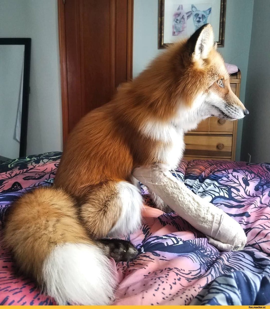 Лиса прикол