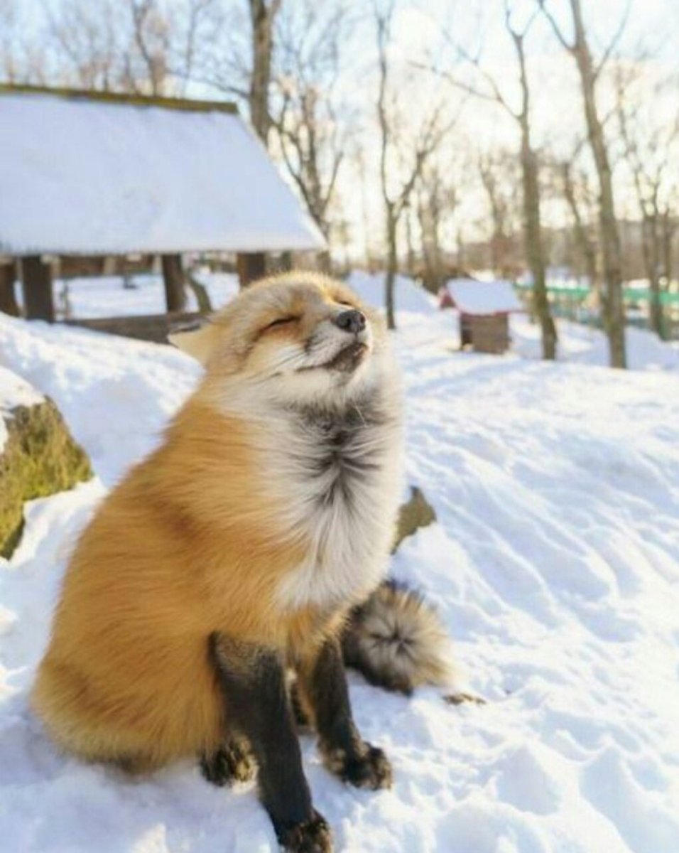 Настроение быть пушистой лисичкой