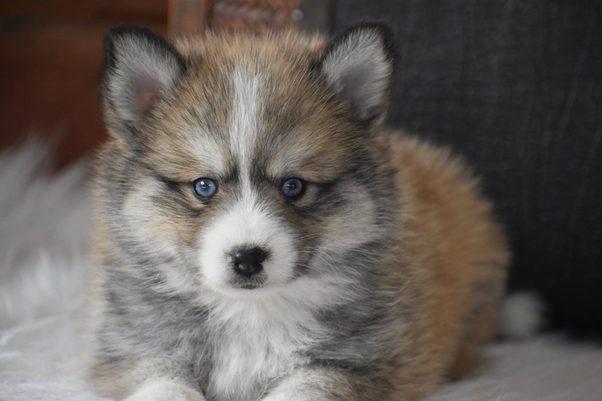 Помесь хаски и шпица