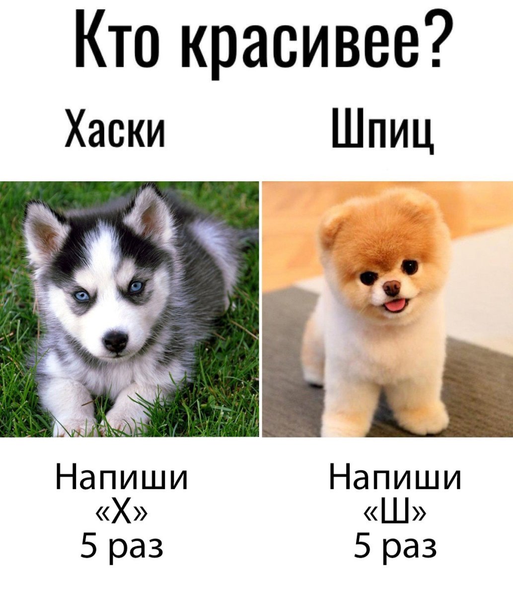 Хаски и шпиц сравнение