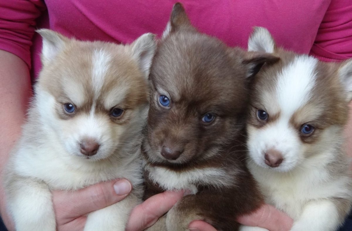 Помски вс Бивер