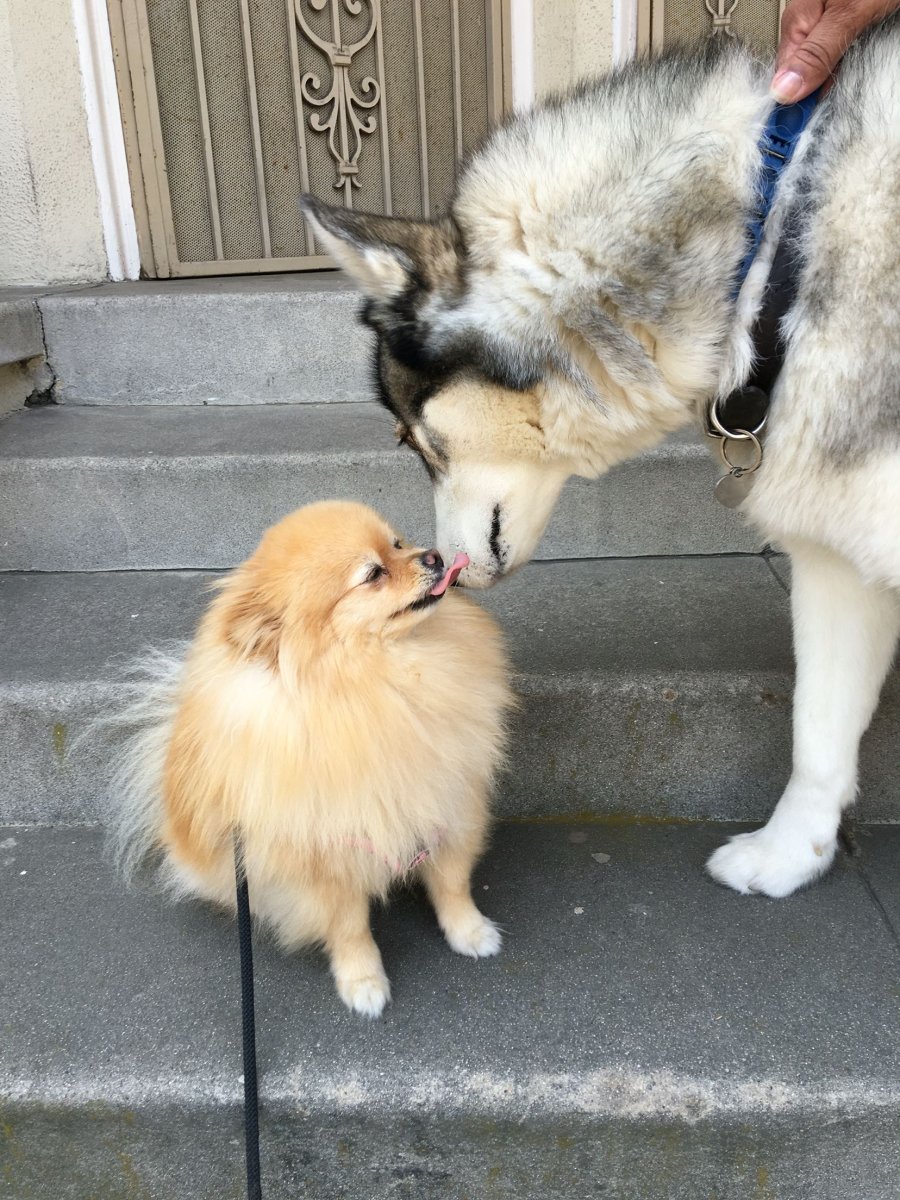 Шпиц и овчарка