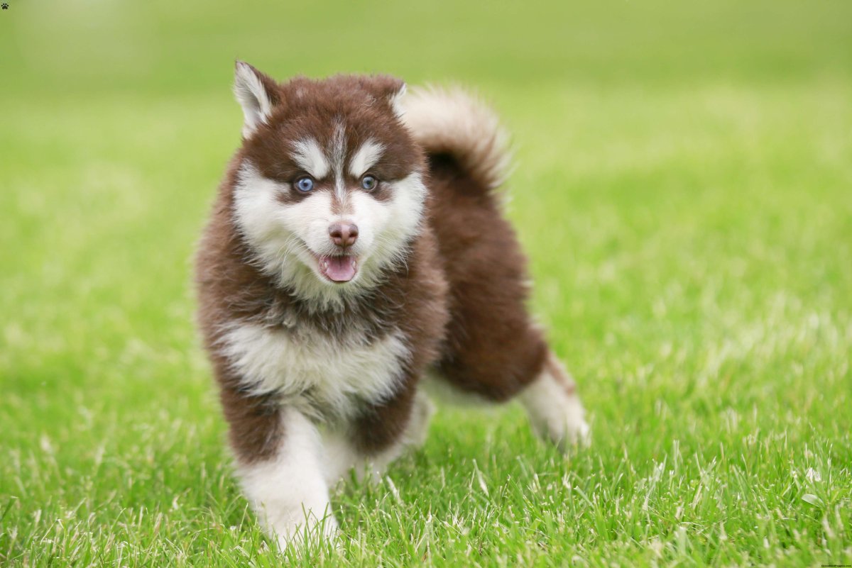 Коричневый голубоглазый помски