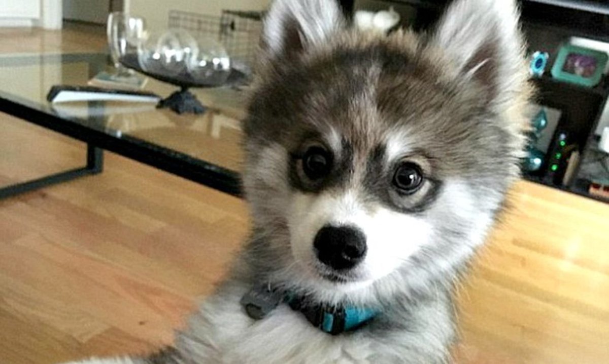 Мини помски порода