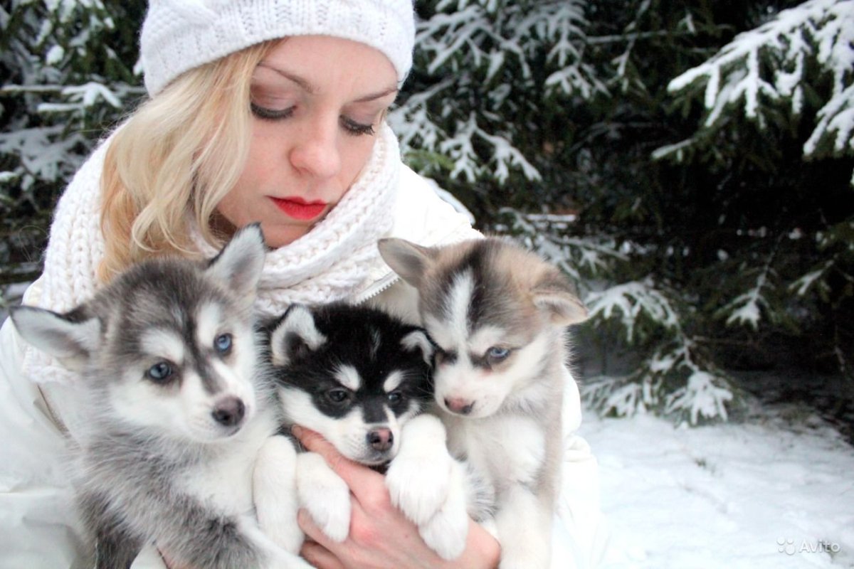 Девушка с хаски и шпиц