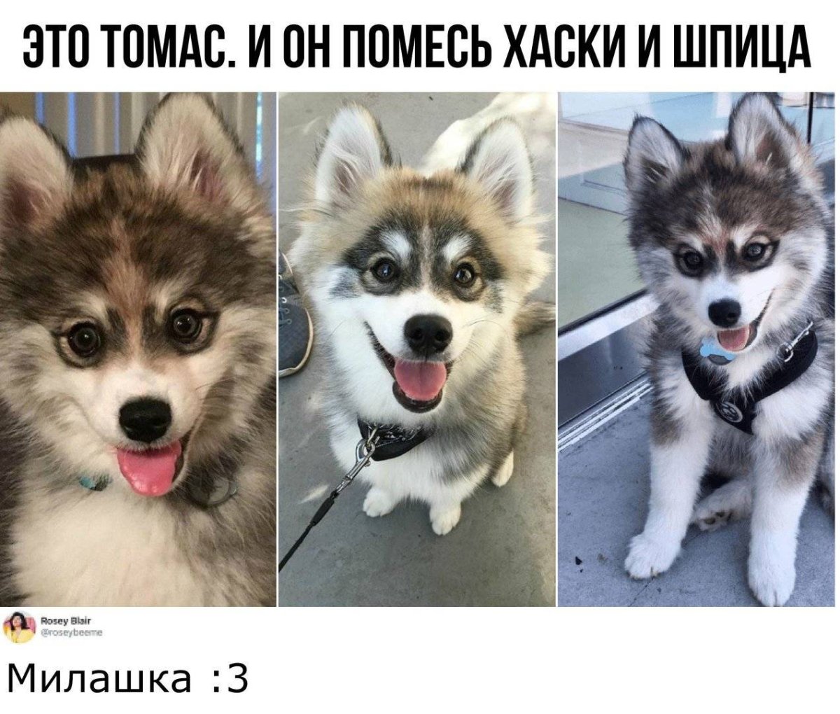 Смесь хаски и шпица название