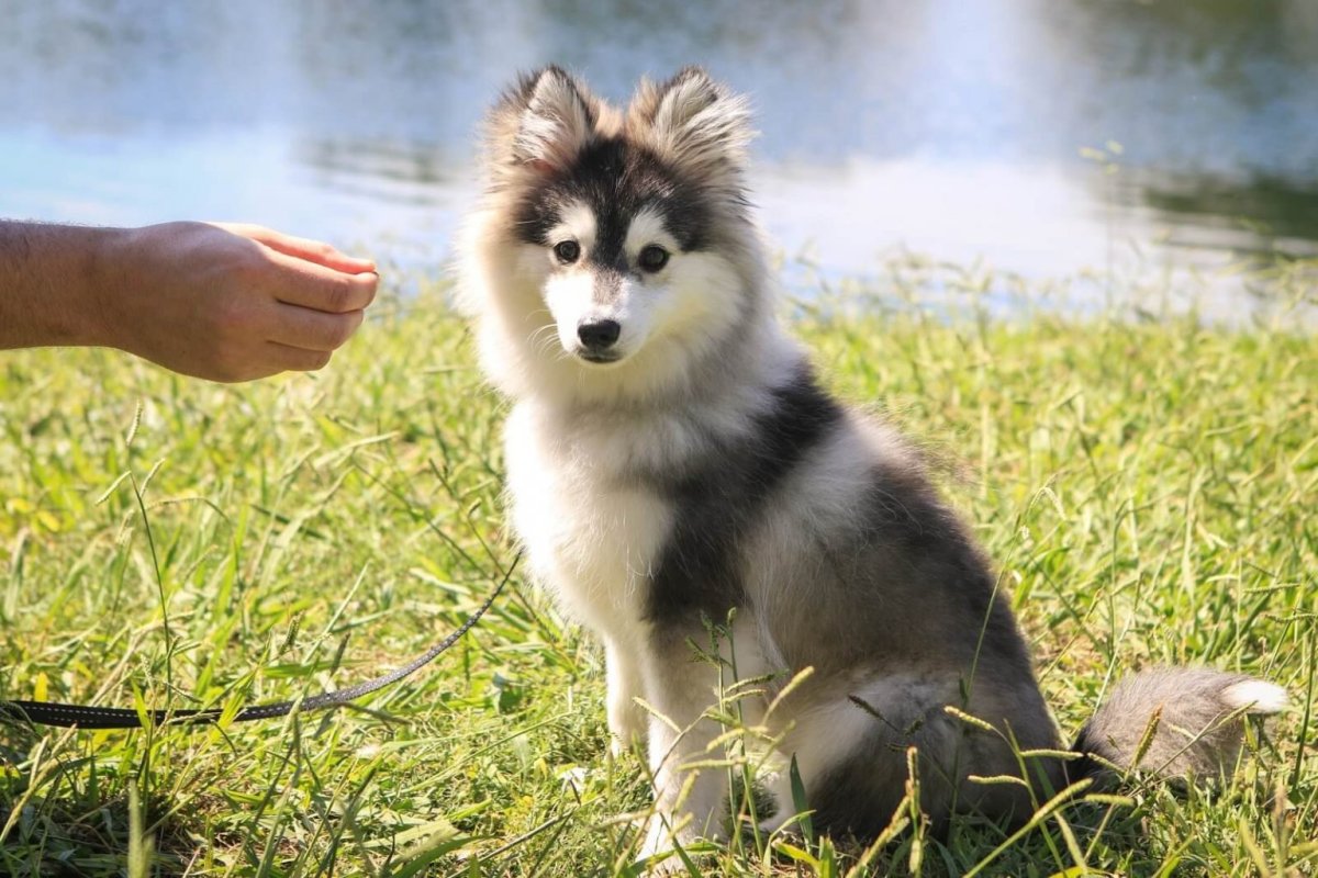 Хаски помски взрослые