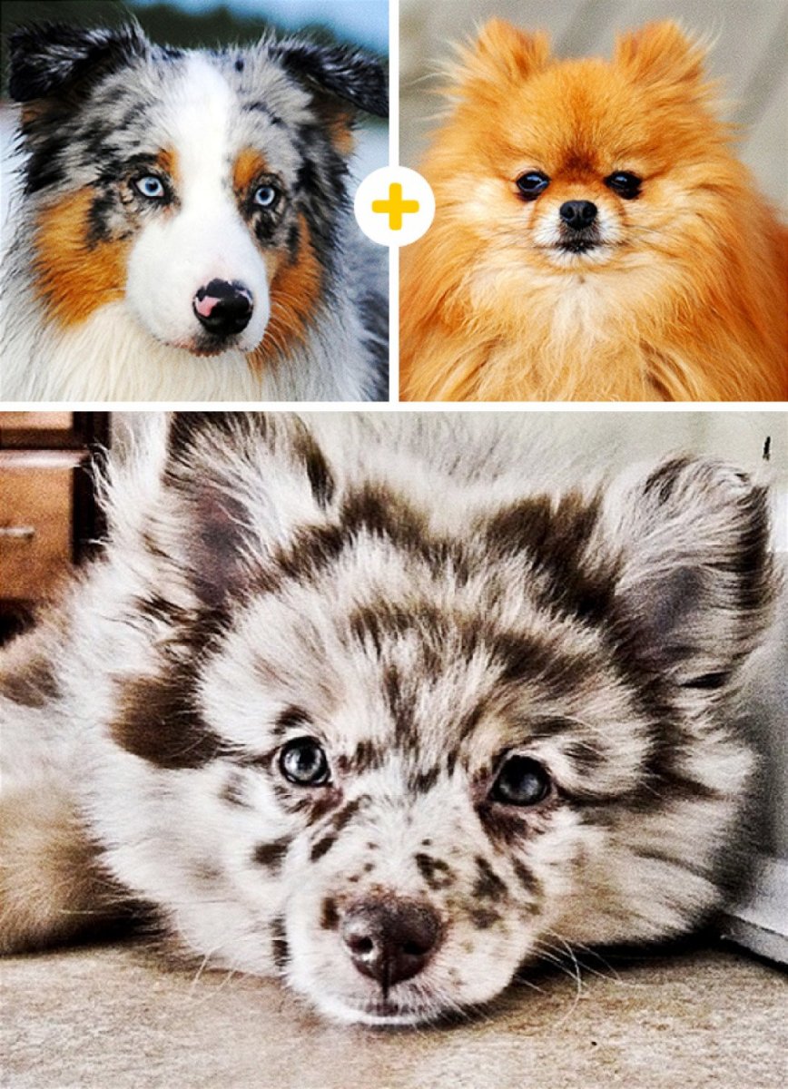 Оссипом австралийская пастушья собака и померанский шпиц